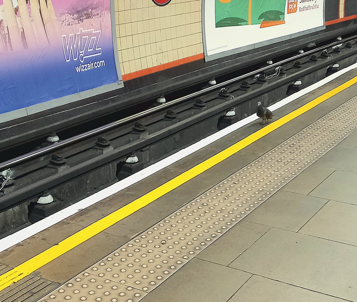 This is a #LondonUnderground #SafetyFirst announcement: Please land behind the yellow line <a href="/TfL/">TfL</a> #pigeons