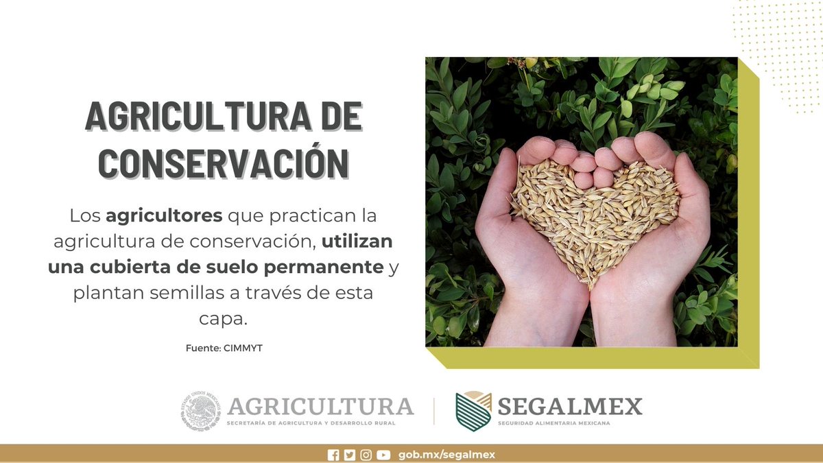 El @CIMMYTesp comenzó a trabajar con la #AgriculturaDeConservación, 🌽♻️ en América Latina y el sur de Asia, en la década de 1990: y en África, a principios de la década de 2000.