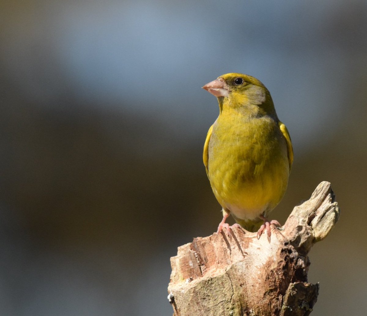 A male Greenfinch in this afternoons spring sunshine. #birds #UKwildlife