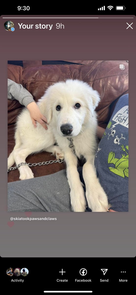 Calling all #dogsoftwitter friends in and around Tulsa, Oklahoma !! This beautiful 4mo #greatpyrenees purebred puppy girl Marshmallow was surrendered to the shelter because her owner, a single parent with several young children, lived in an apartment and didn’t do any research…