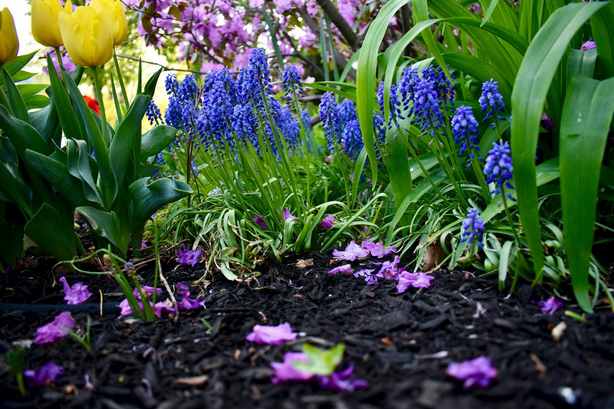 HeroesFndtn's tweet photo. April showers bring May flowers! βοΈ Get your yard ready for warm months ahead with @HaulstrIndy, who donates an average of $30 back to the @HeroesFndtn for every mulch delivery order placed.
https://t.co/EtJOqnQE1B
#beatcancer #whyheroes #Haulstr https://t.co/12Cp3GxJtg