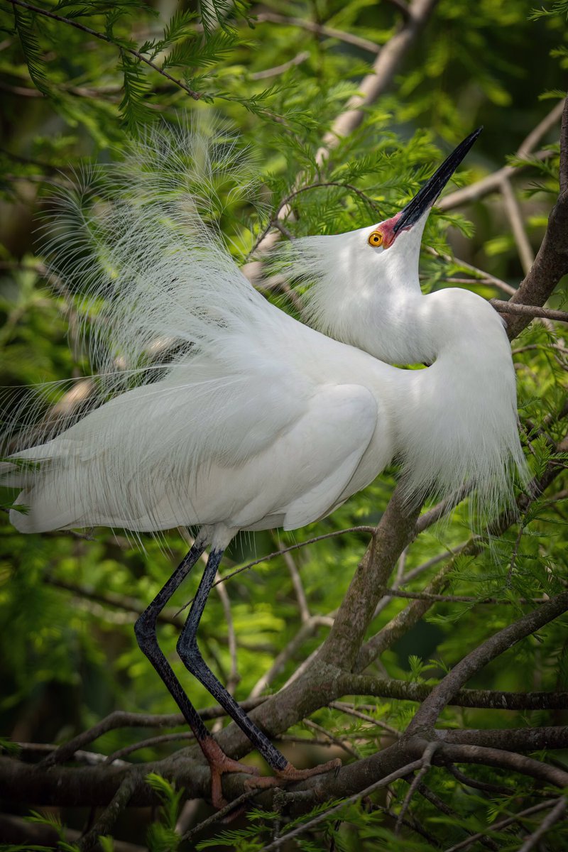 GOOD AFTERNOON #TwitterNatureCommunity 🪶📸 Of all the species I’ve observed, the Snowy Egret is by far the most rambunctious of them all. This one here is giving his nuptial plumage and there wasn’t even a female around 😑 #BirdsOfTwitter #BirdTwitter #Birds