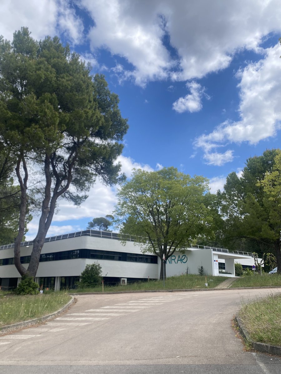 MAGO Prima Project tweet media