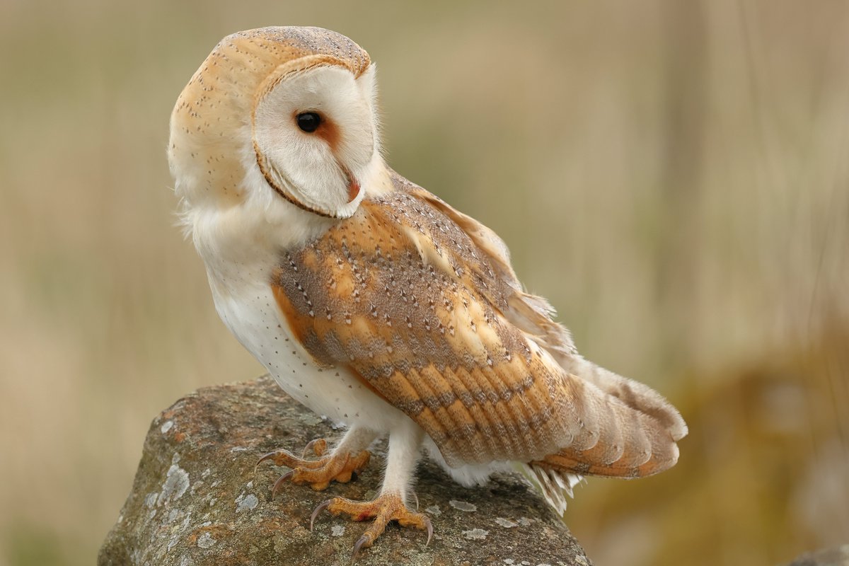 Barn Owl,Durham moors the other day.