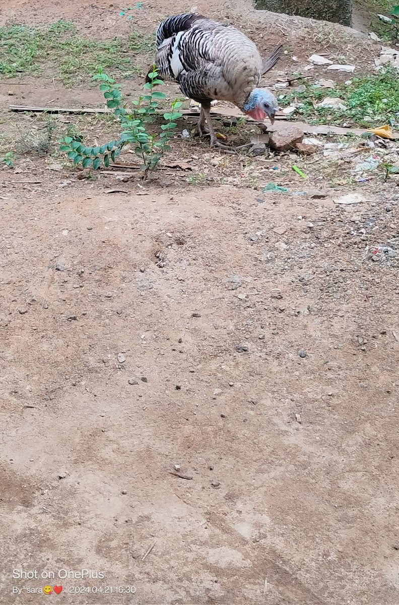 im_saraahh's tweet photo. Turkey ๐
#NatureBeauty #Turkey #oneplus9r #shotononeplus
#NatureLover #NatureLove https://t.co/bDhb8qzGD3
