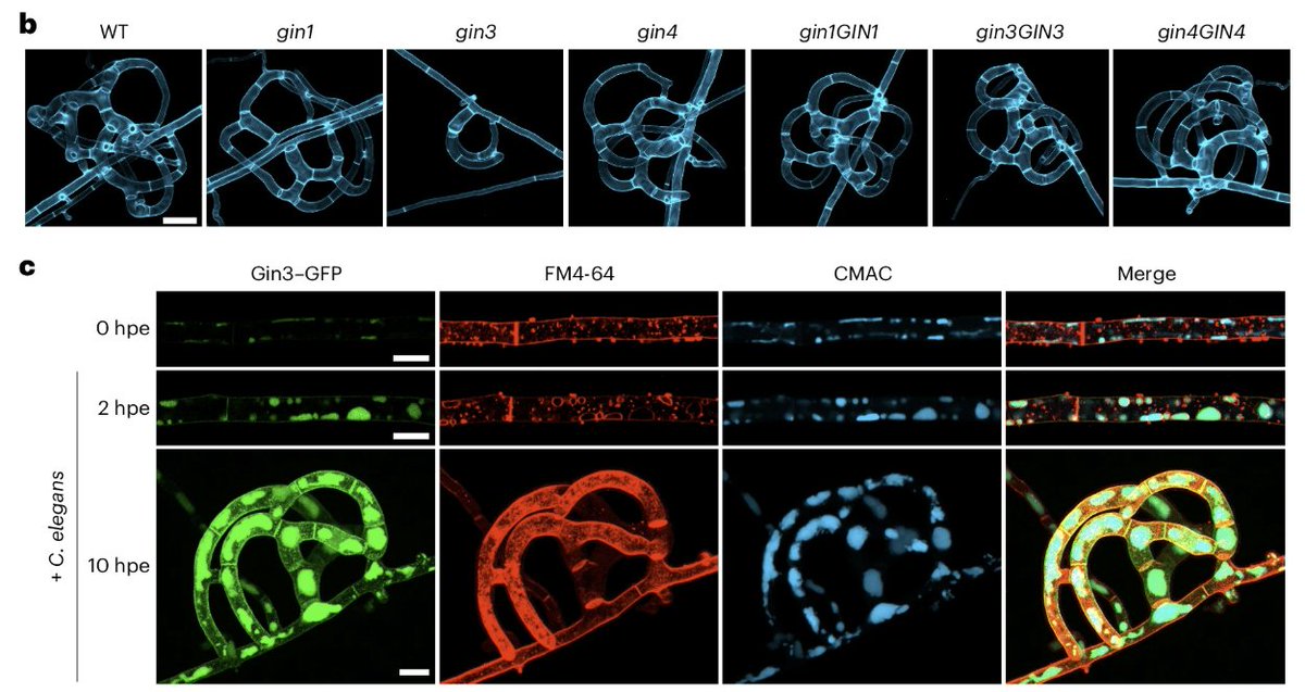 Nematode-trapping #fungi use G protein-coupled receptors to detect worm-derived cues🪱, triggering mechanisms that enable them to capture prey This work sheds light on cross-kingdom interactions mediated by pheromones🍄🪱 Such beautiful microscopy!😍🔬 #science #biology #bio