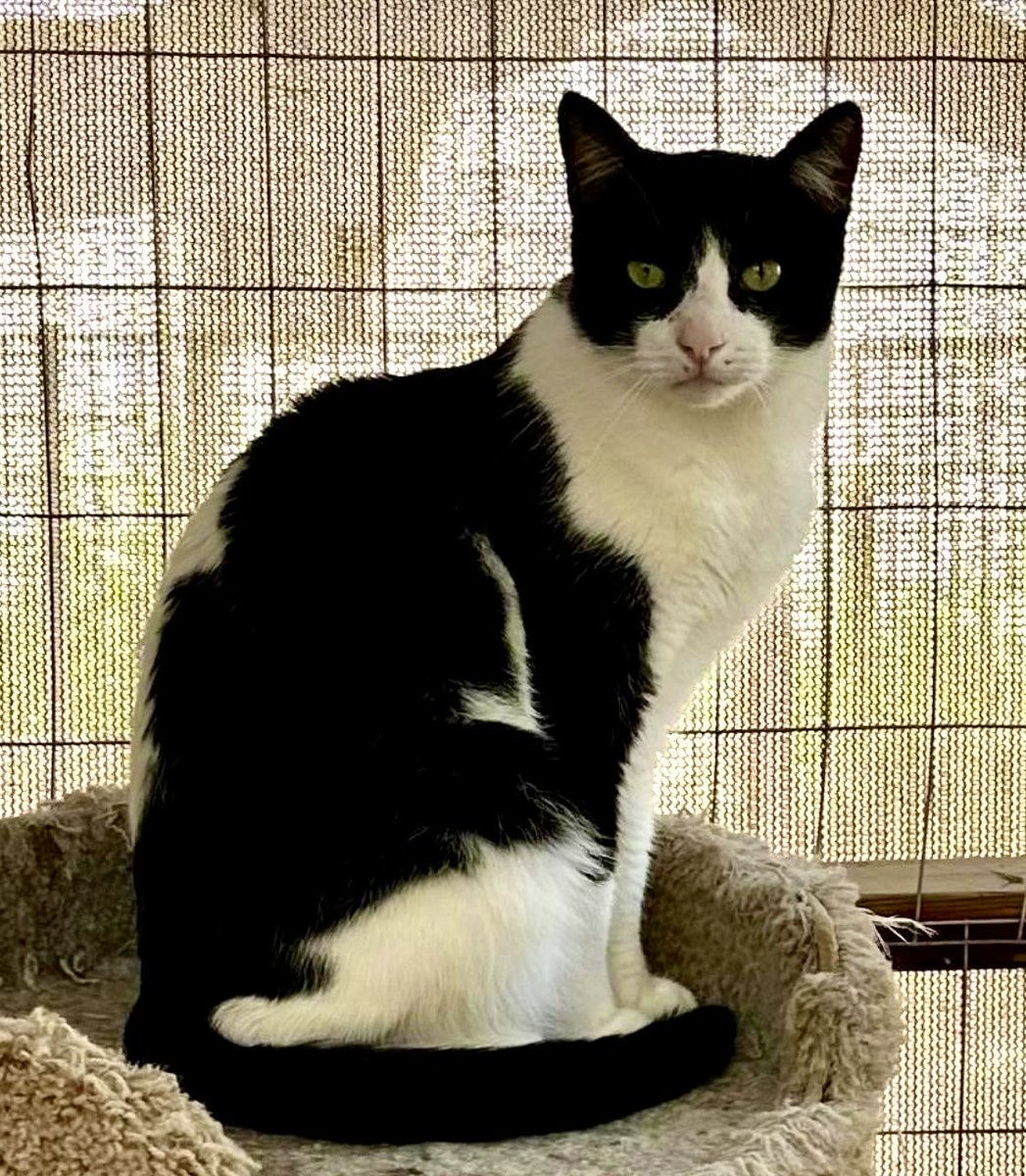 Our sanctuary guy Ollie is a feral-to-friendly work in progress! He’s making great strides learning to trust his volunteer caregivers 🐾 #Cats #Rescue #TNR #SpayAndNeuter