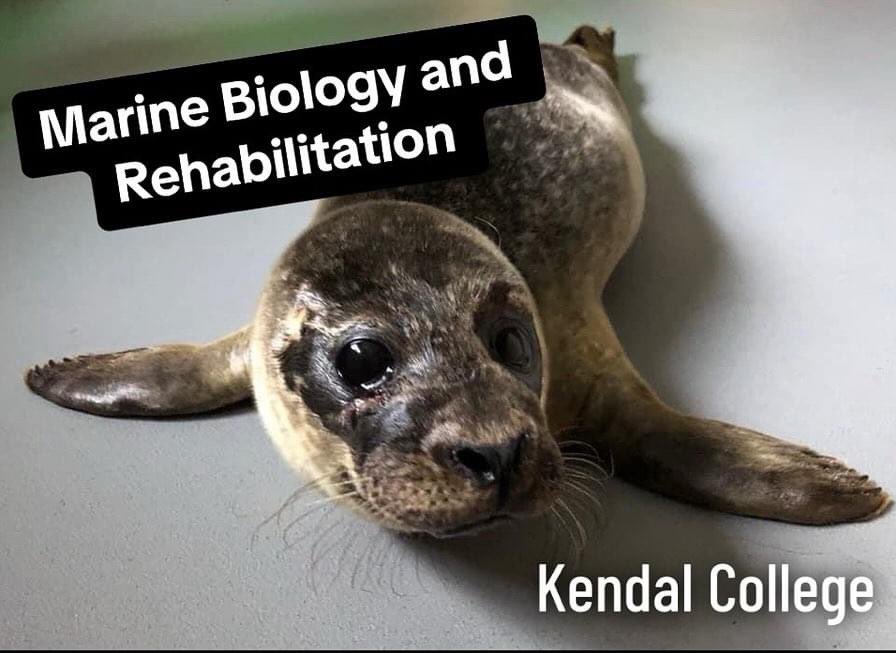 FdSc in Marine Biology and Rehabilitation has officially been approved and validated! This course is supported by @BDMLR , @IOSF ,@strandings_man and @maddivers! 
Course details and how to apply can be found here: 
👉kendal.ac.uk/courses/51822

#marinebiology #marineconservation