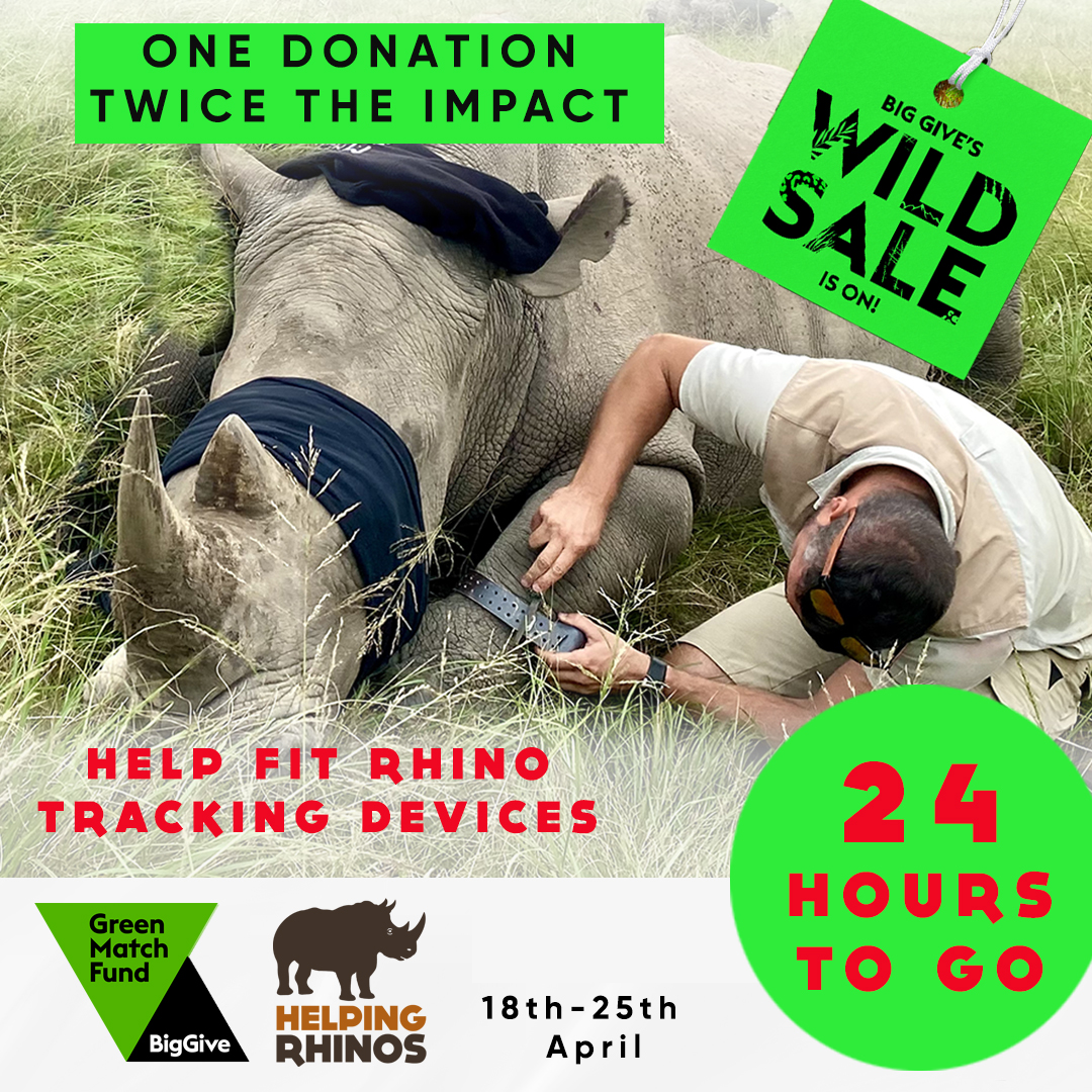 You've got just 24 hours to donate to the @HelpingRhinos #BigGive Green Match Fund and have your ‼️ DONATION DOUBLED ‼️
Don't miss out on this chance to have TWICE THE IMPACT for our rhinos, donate by 12pm (BST) Thursday 25th April! ⬇️
bit.ly/hrbiggive2024