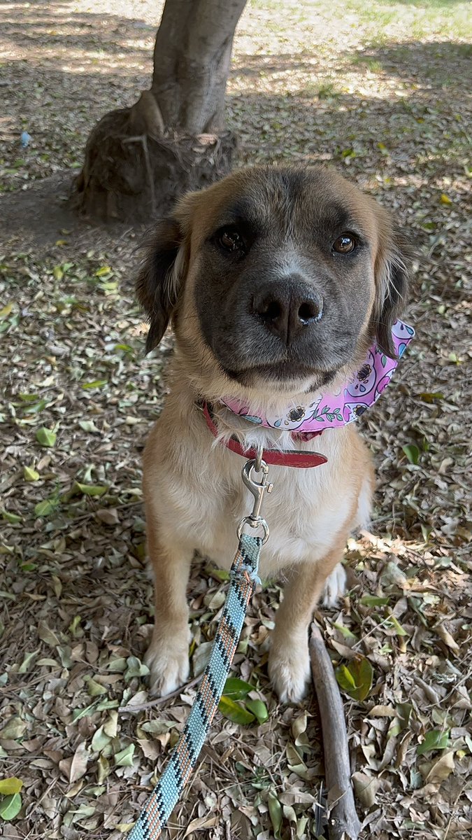 Una de las peores sensaciones del mundo es sentir que a nadie le importas,que nadie te quiere. Esto lo vivimos a diario los perritos sin hogar. Soy Muñeca una perrita rescatada y aunque Hela me ama mucho,aún me falta conseguir una familia 🥺 Adóptame 🤍 Estoy en CDMX