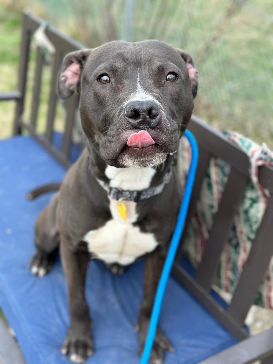 #TOT Ernest is a sweet, silly boy who is quite earnest! He loves people & thrilled to get attention. He has bouncy energy, but he’s an active young boy who knows there's so much fun to be had! Ernest is ready to be a good boy in a home of his own. tinyurl.com/meetacitydog #adoptme