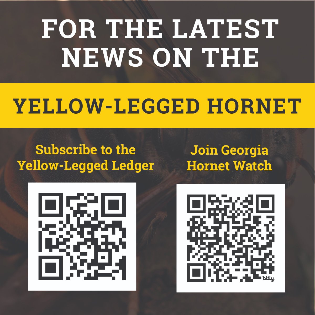 Stay updated on developments regarding Yellow-Legged Hornets by joining our dedicated Facebook group, Georgia Hornet Watch, & subscribing to our newsletter, Yellow-Legged Ledger. 🔗 Georgia Hornet Watch: facebook.com/groups/georgia… 🔗 Yellow-Legged Ledger: gdaforms.wufoo.com/forms/yellowle…