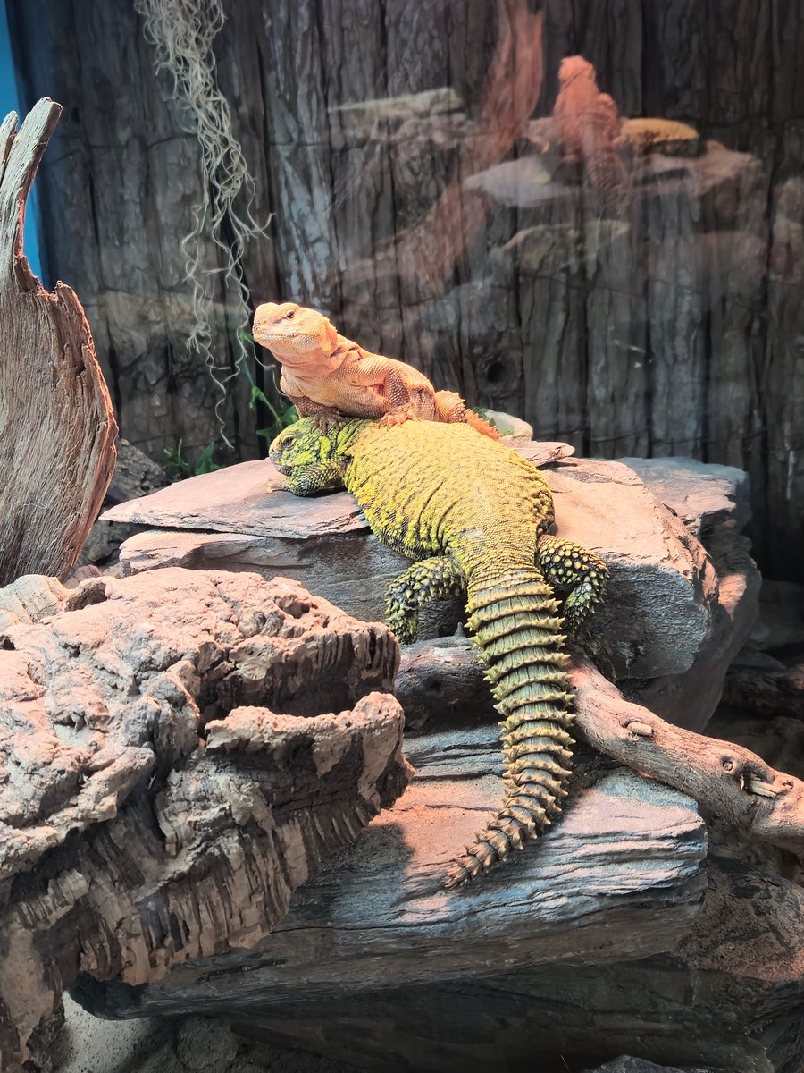 Our Animal Care students were studying animal behaviour today at Dartmoor Zoo. The Uromastyx lizards did some posing for us, but the best behaviour was displayed by our students who were excellent as always, voluntarily helping both the zoo staff and the public #thisisap