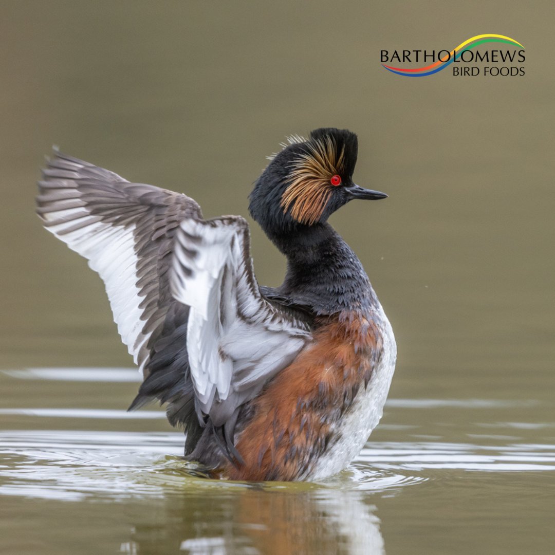 Bird of the day: Grebe

Uniquely suited for life on the water, the Great Crested Grebe has legs placed far back on its body, which makes it clumsy on land. In summer, birds primarily inhabit reed-bordered lakes, where they eat fish and aquatic invertebrates.