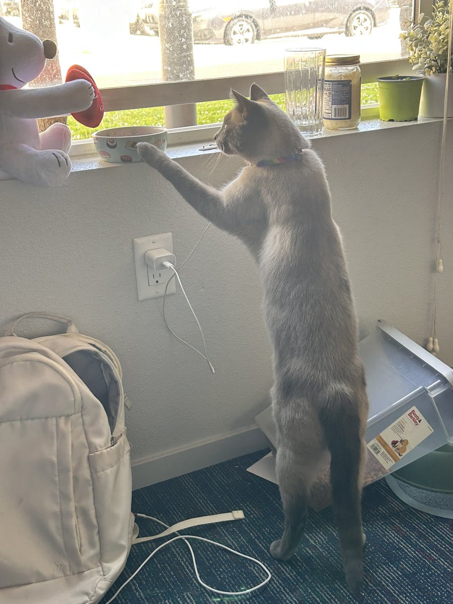 kileygems's tweet photo. cat post! https://t.co/iR2wywqtfy