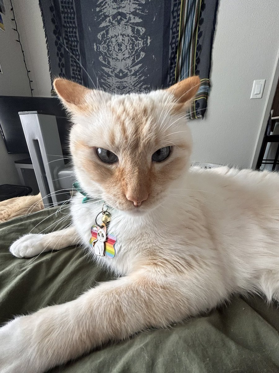 kileygems's tweet photo. cat post! https://t.co/iR2wywqtfy