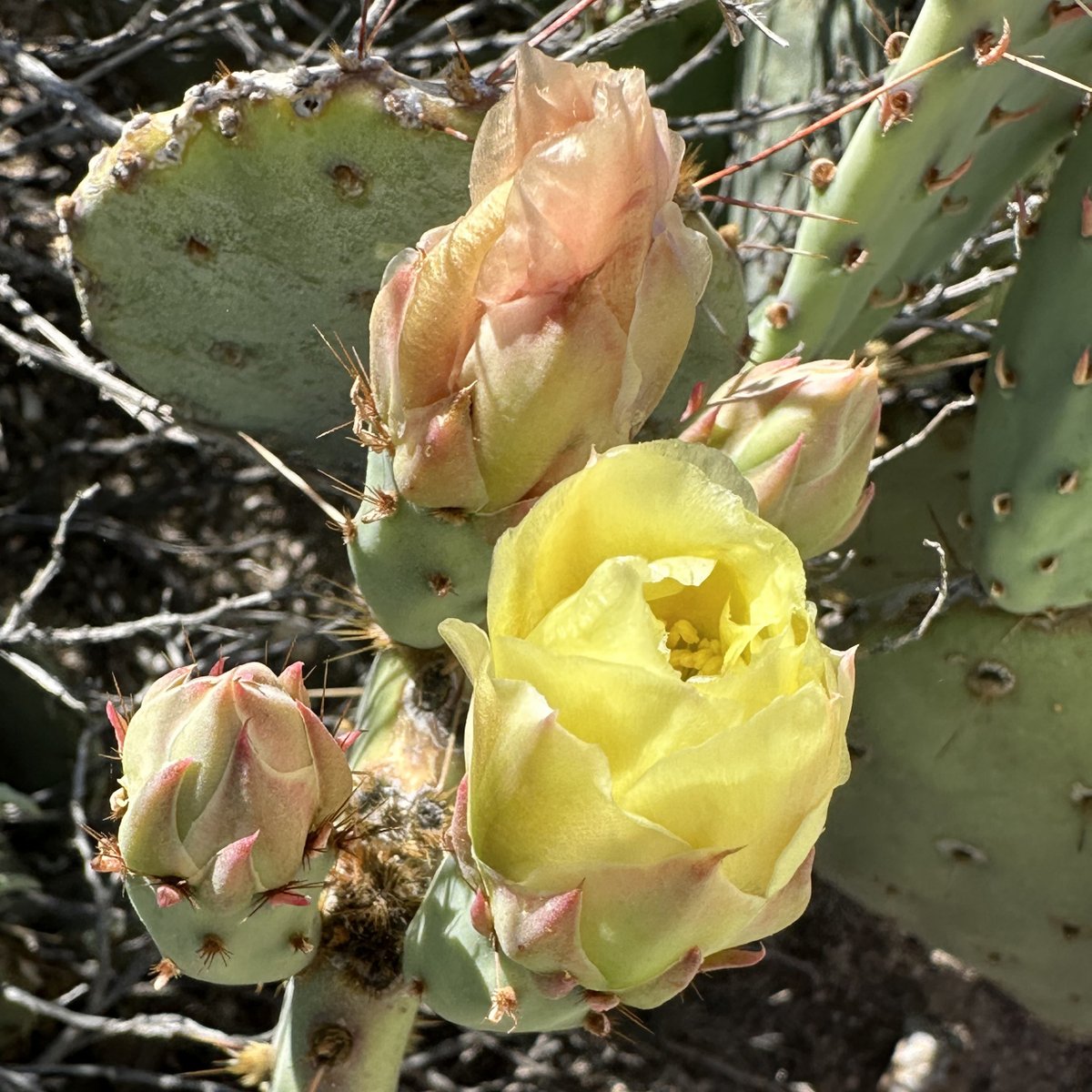 totallytucson's tweet photo. Happy Tuesday, #Tucson! 91 and sunny today. Yellow-peachy blooms are popping up in #SabinoCanyon - on my hike this morning on #EspereroTrail. What I'm really waiting for are the red and magenta that come up in summer. Happy trails on the spring flower watch! #springflowerwatch https://t.co/BSnRadRmRa