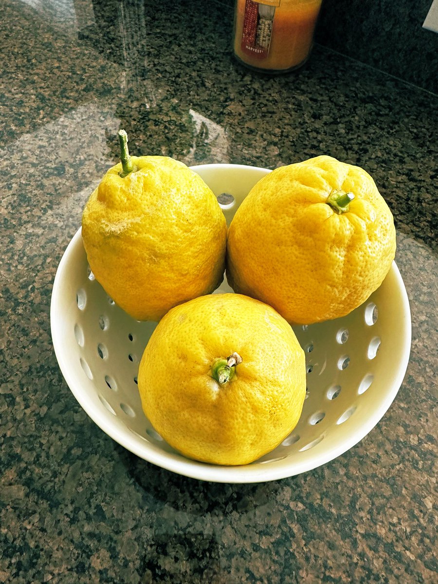 My neighbor just gave me the hugest lemons I’ve ever seen from her tree. #Score 🙌