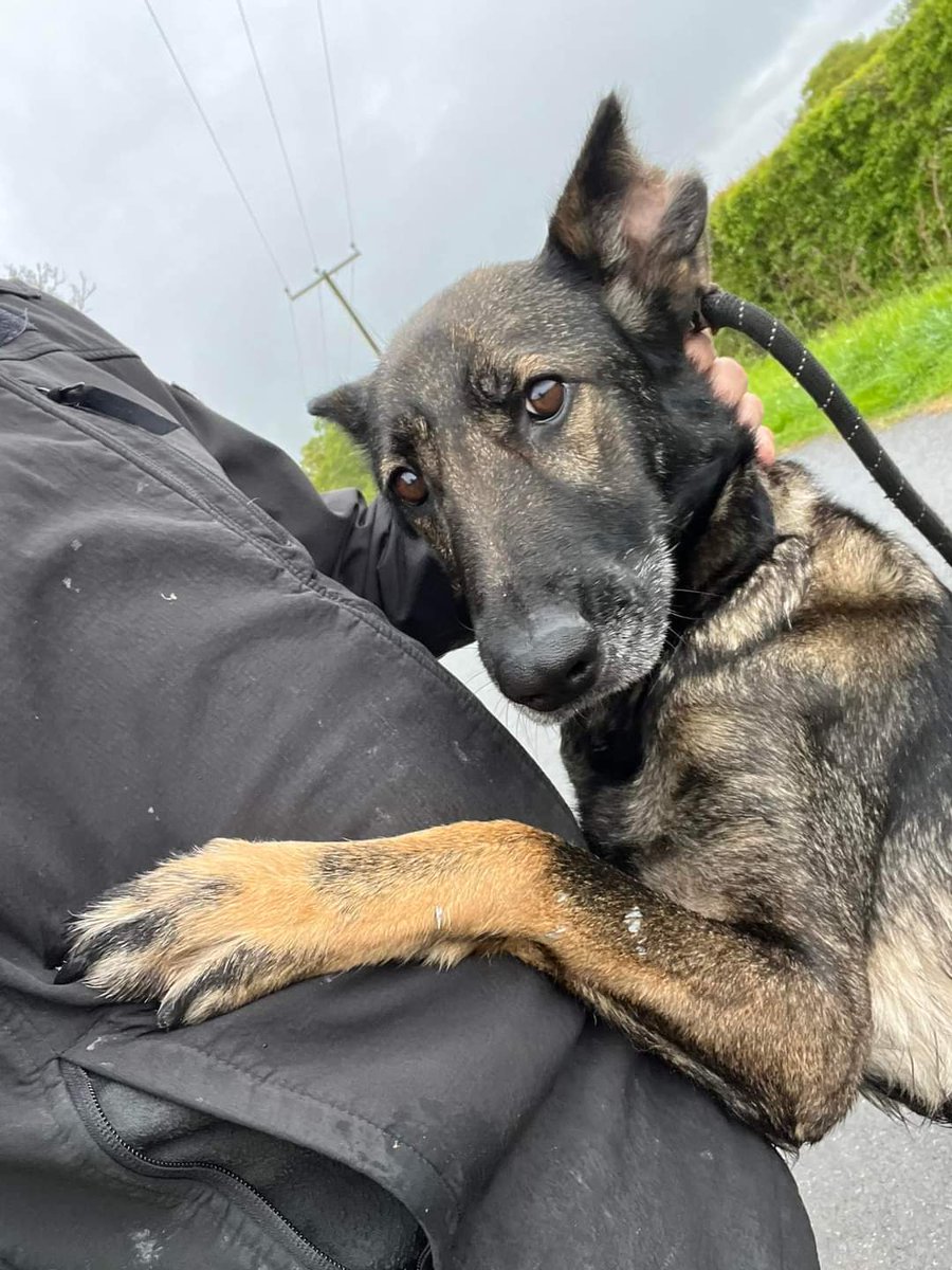 You may have seen this girl on your feeds looking for rescue space. Cairo is 6yrs old and she arrived at our Essex kennels today, this poor girl has been repeatedly bred as well as having half her ear bitten off 😢 #dogs #GermanShepherd #Essex