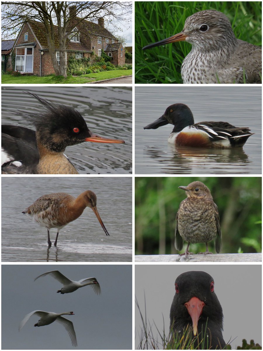 Feathered memories @WWTSlimbridge today @slimbridge_wild @WWTworldwide @Natures_Voice @RSPBEngland @waderquest #ShowUsYourWetlands @GlosBirds @Southglosbirds @_BTO @BTO_GLOS #WaderWednesday