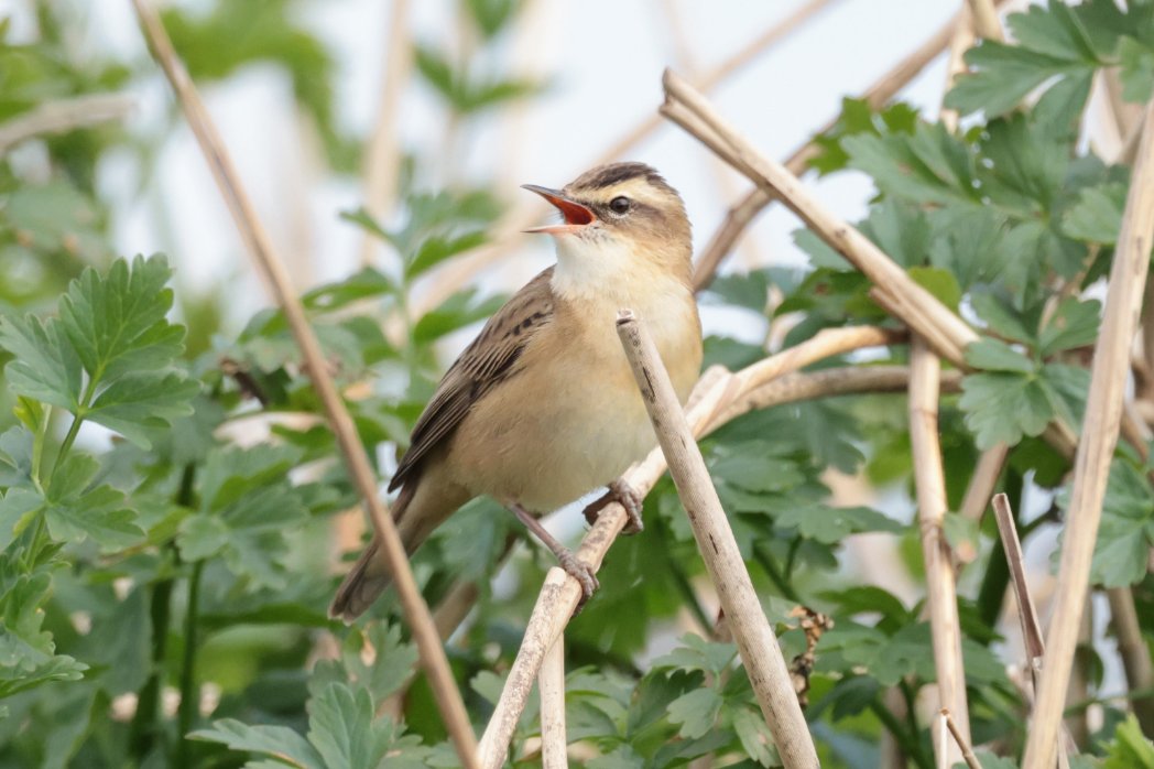 We've started seeing our Sedge Warblers, Acrocephalus schoenobaenus back at Seaton Wetlands. Beautiful species with their strong, pale supercilium. The Sedge is one of the three most common Warblers we get here, including the Reed and Cetti's🎶 📸 Pete Turner