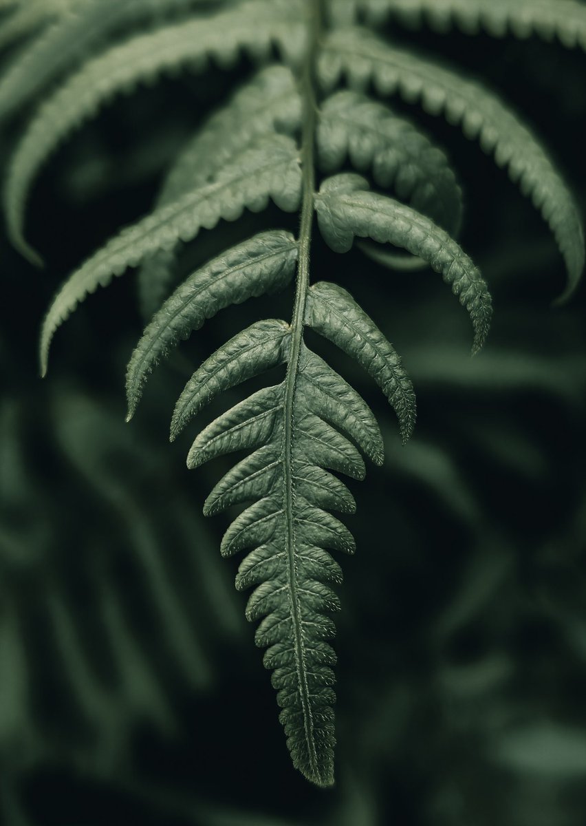 Green..

Shot on @nothing Phone (2) 

Powered By @Snapdragon @nothingindia 
#ShotOnSnapdragon #withNothing #UnitedBySnapdragon
#NothingPhone2a
#ShotOnSnapdragon 
@Snapdragon_IN @Snapdragon_UK @getpeid @AkisEvangelidis @gregcroc @Lightroom