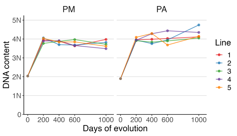 10/42 In the first 50 days, tetraploidy arose from diploid ancestors and swept to fixation in 10/10 mixotrophic (PM) and anaerobic (PA) populations, and tetraploidy was then maintained over the rest of our experiment.