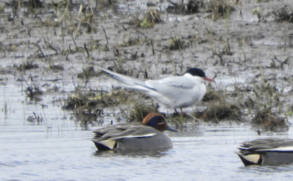 Nice to see Terns arriving back at Welney today, flock of 21 Common terns flew North along the Washes in the morning, in the afternoon there was about 10 terns in front of the main observatory, mainly Common with a couple of Artic terns mixed in.
@WWTWelney