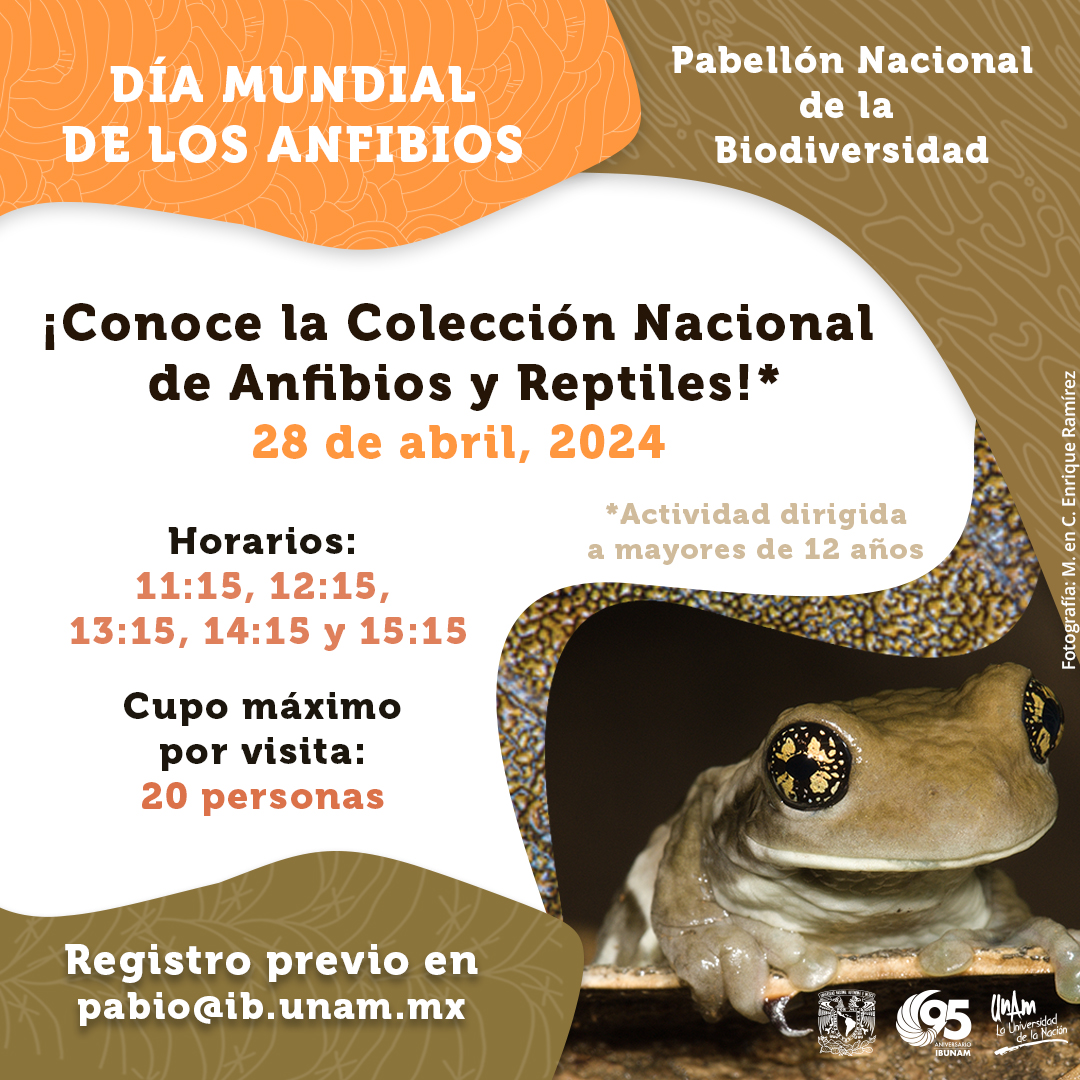 ib_unam's tweet photo. Nos vemos el domingo 28 de abril en el #Pabio para conmemorar el Día Internacional de los Anfibios y si eres mayor de 12 años, podrás visitar la  Colección Nacional de Anfibios y Reptiles, del #IBUNAM 
Registro previo en: pabio@ib.unam.mx 
Consulta los horarios en la imagen. https://t.co/CNkTxxQpAT