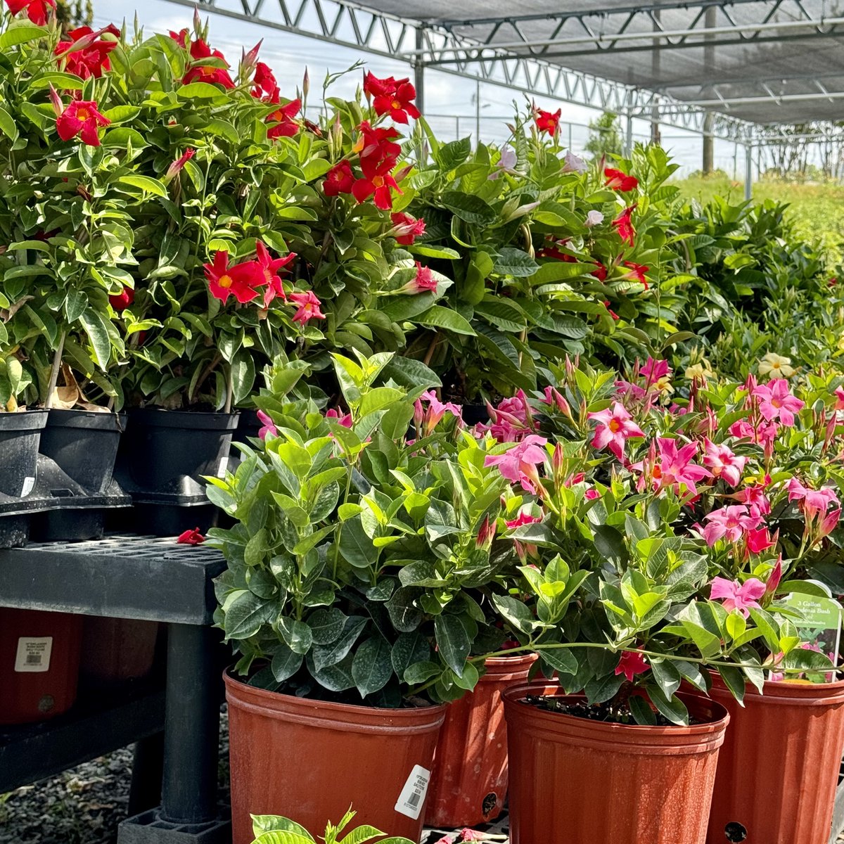 Our garden center continues to offer almost any plant you’re looking for. We have plenty of options for you to add color to your yard, porch, and patio.

#AceOfGray #GardenCenter #SpringPlanting #Gardenia #TropicalPlants #ShopLocal #TheresNoStoreLikeIt