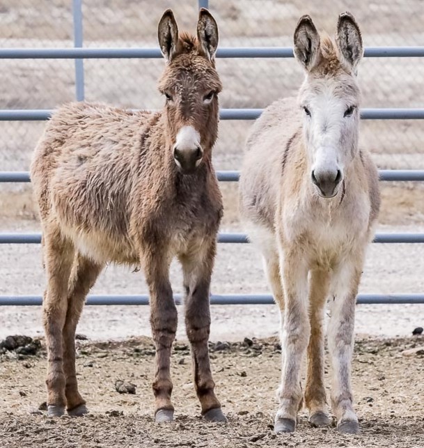 These two burros are looking for a new home! Come to the Rock Springs Corrals adoption on Saturday from 9 am – 3 pm to adopt your own burro or wild horse. There will be 40 untrained wild horses and 10 untrained burros available.