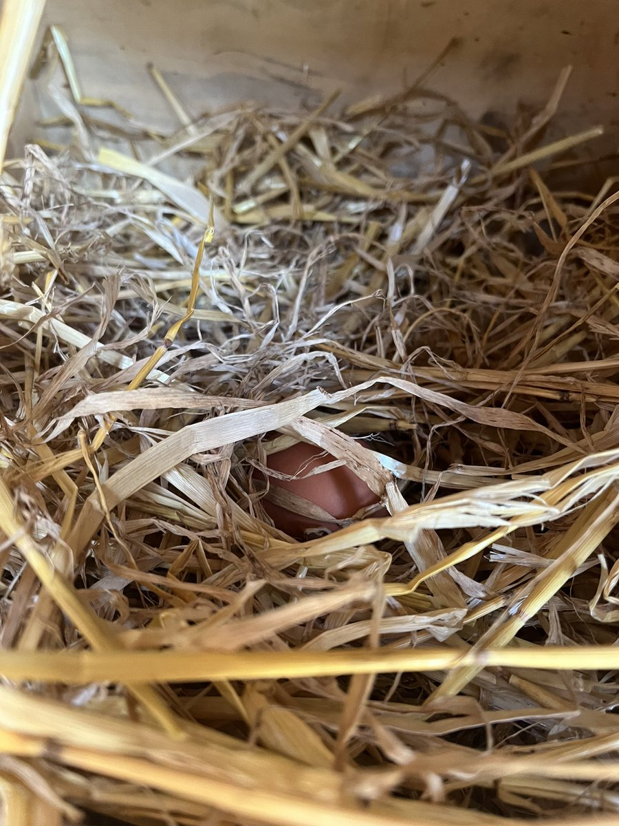 36clare's tweet photo. These chickens 🐣🥚🤦‍♀️ https://t.co/uapoIUfQ2N