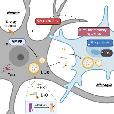 New!  Online now: Microglial lipid droplet accumulation in tauopathy brain is regulated by neuronal AMPK dlvr.it/T5vcmz