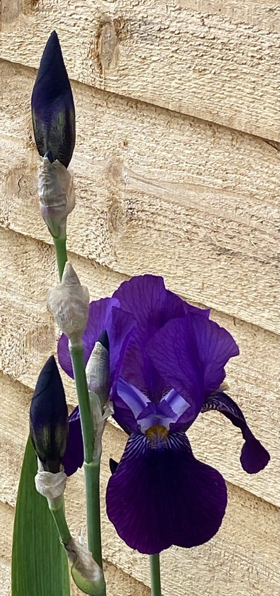 The First Iris opened today 📸Artfulcodger