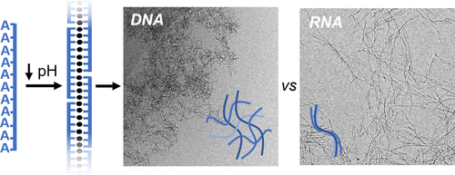 FelixRizzuto's tweet photo. Adenines keep surprising us... Turns out poly🅰️ sequences 🧬 make supramolecular polymers at low pH - DNA branches and RNA twists! 😱Congrats @LachlanCox on your first paper! 🍾🥂 Check it out here ➡️https://t.co/0F0KTZSGRE @casey_platnich @Biomac_ACS @UNSWChemSociety https://t.co/IS5IWdWi3R