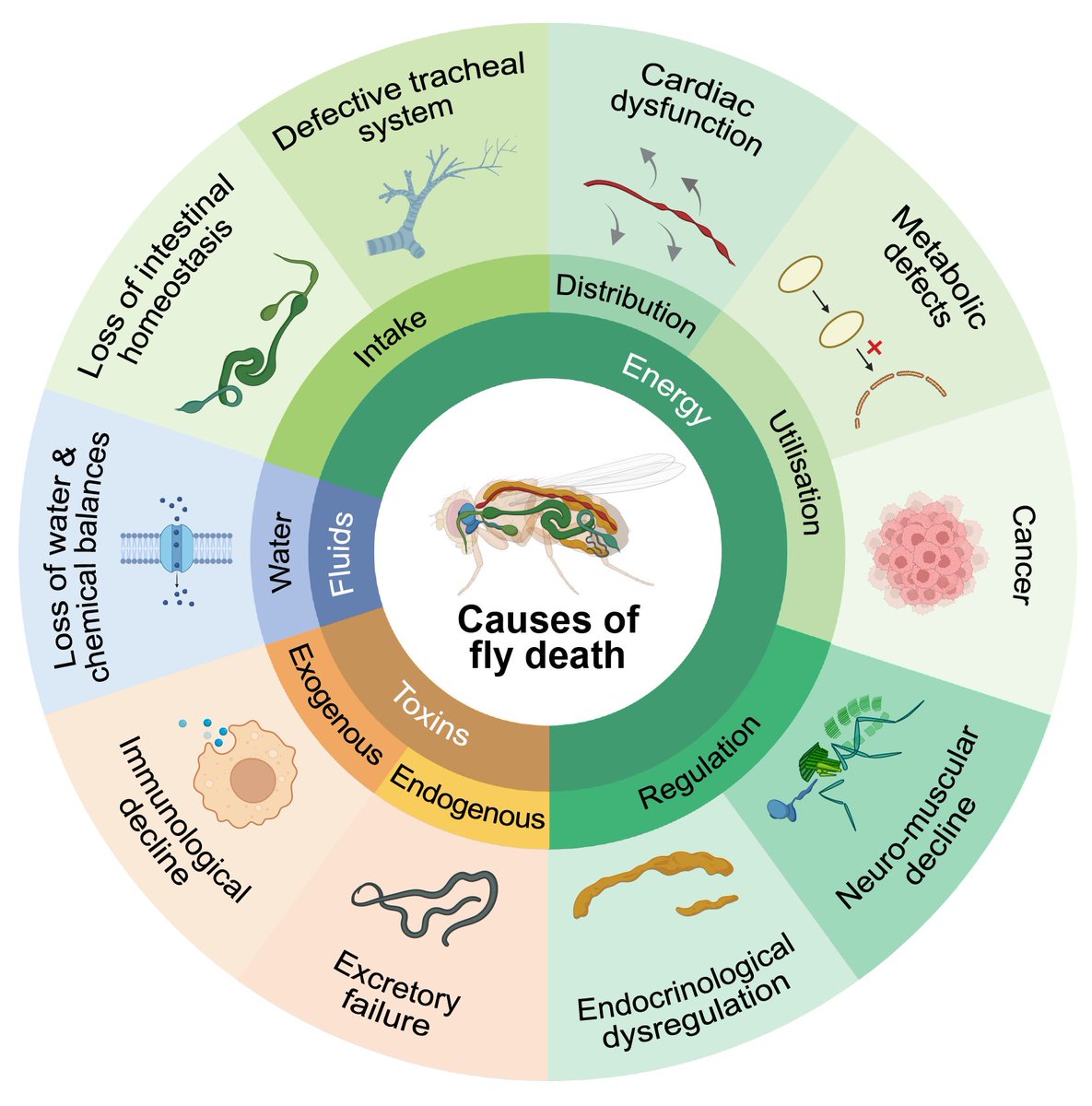 🚨Paper alert! 'How does a fly die?'🪰☠️ Happy to share our latest review from @ElianodS @CochemeLab @MRC_LMS #OpenAccess published in @GeroScienceAGE rdcu.be/dFjek 1/6