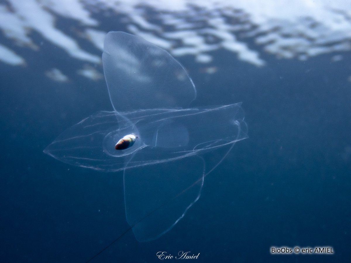 🌊🦋 Saviez-vous que le Papillon de Mer est en réalité un escargot de mer ❓🐌🤯 💨 I transforme son pied en deux petites 'ailes' pour nager en pleine eau. 👀 Mesurant 5 cm, il est presque invisible. ➡️ nicecotedazur.org/actualites/cur… © Eric Amiel - BioObs #NiceCotedAzur