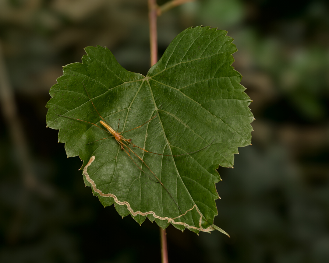 Just going to hold this leaf together... 
#longjawedorbweaver #spider #orbweaver #wildlifephotography #macrophotography #photography #appicoftheweek #canonfavpic #captureone