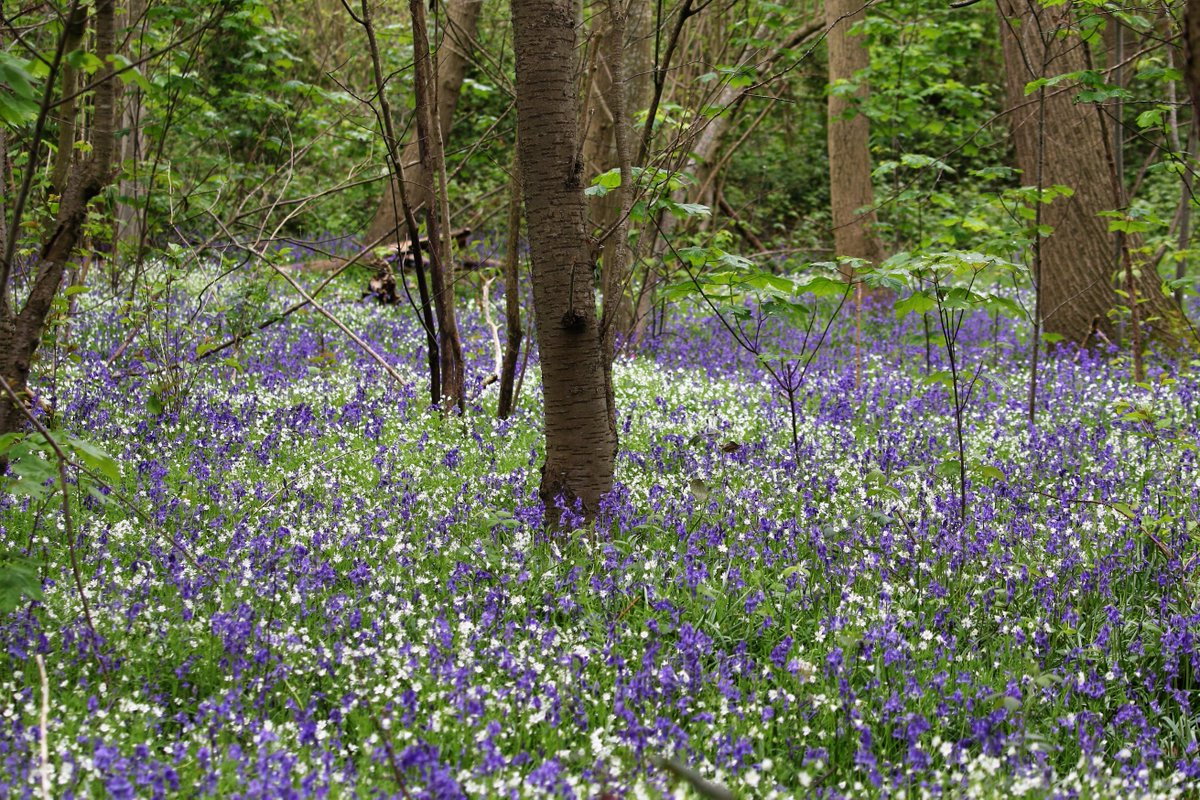 A magical morning in the Bluebell woods...