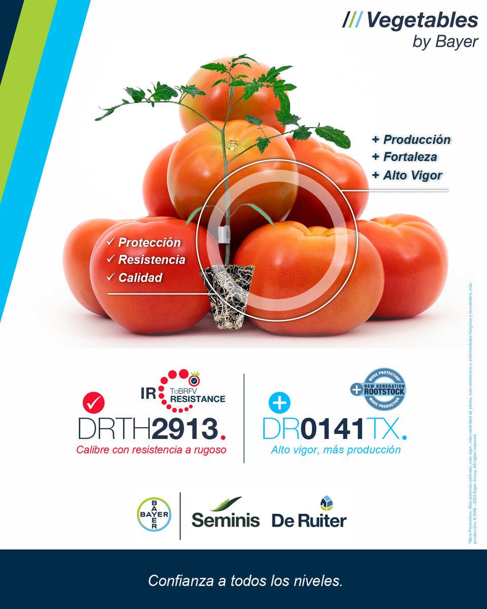 ¿Quieres proteger tus cultivos de Tomate del #ToBRFV? Tenemos la combinación perfecta:
🍅Tomate DRTH2913 con Resistencia Intermedia a ToBRFV y🌱 nuestro portainjerto DR0141TX de alto vigor que nos aporta más protección, más producción y mejor calidad 👉 loom.ly/aG513QE