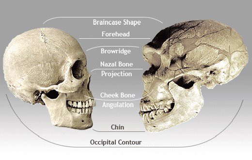 @MeanCharlotte @pwrflwzrd @BurrisFineArt What? 💀

So it seems Charlotte that you are saying, “If I don’t understand it, the people who spent their whole adult lives studying paleoanthropology in school don’t either”. 

Differences depend on the species because there are multiple. Here’s some neanderthal and human ones.