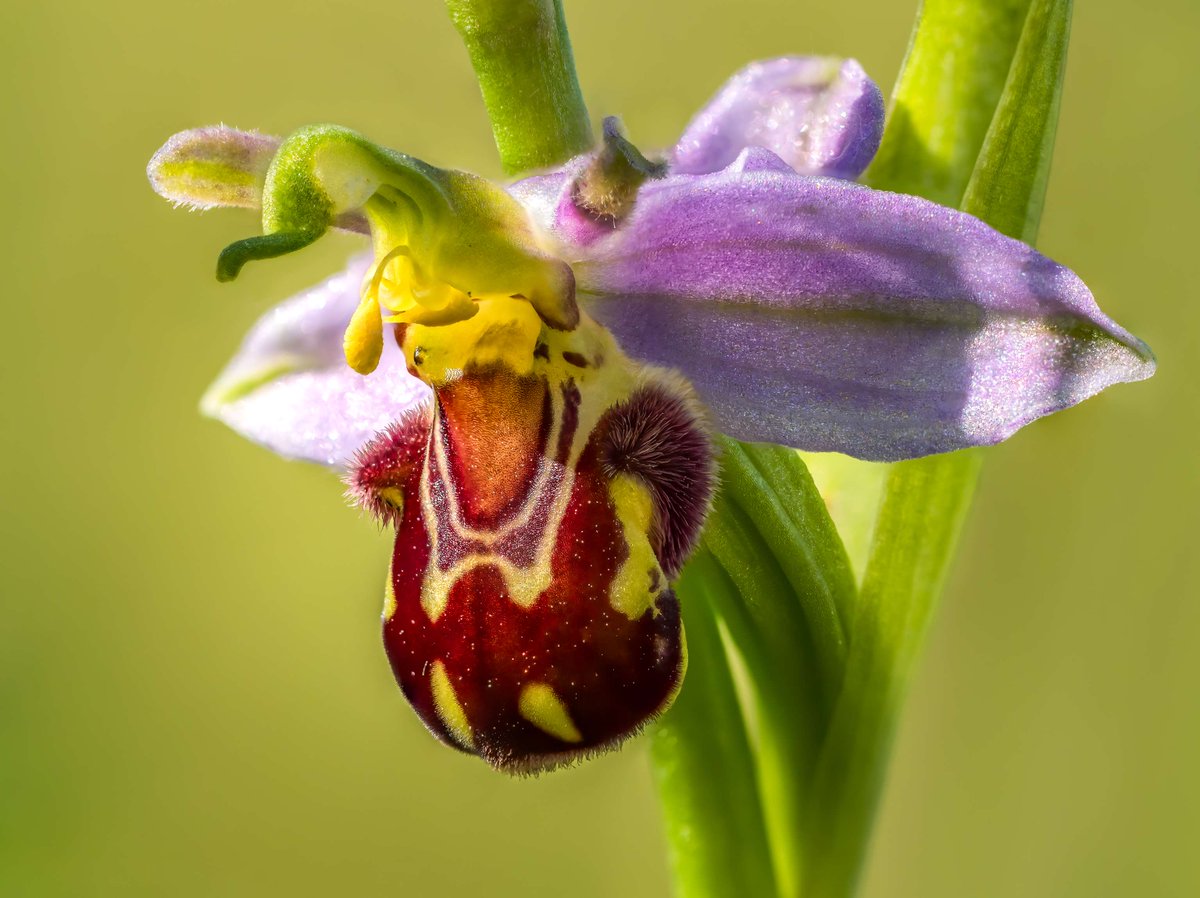 Don't forget to submit your entries to the @wildlifebcn Photography Competition before the 2nd of May! wildlifebcn.org/get-involved/p… 1:Marbled Whites at dawn by Ann Miles 2:Sunrise in bluebell woodland by Magdalena Toruj 3:Otter in snow by William Parkinson 4:Bee orchid by Leo Hilier