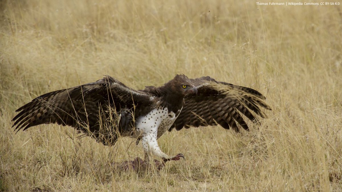 Lack of evasive behaviour by a Martial Eagle Polemaetus bellicosus on impact with a turbine blade at a South African wind farm: causes and mitigations | Ostrich | tandfonline.com/doi/abs/10.298… | #ornithology