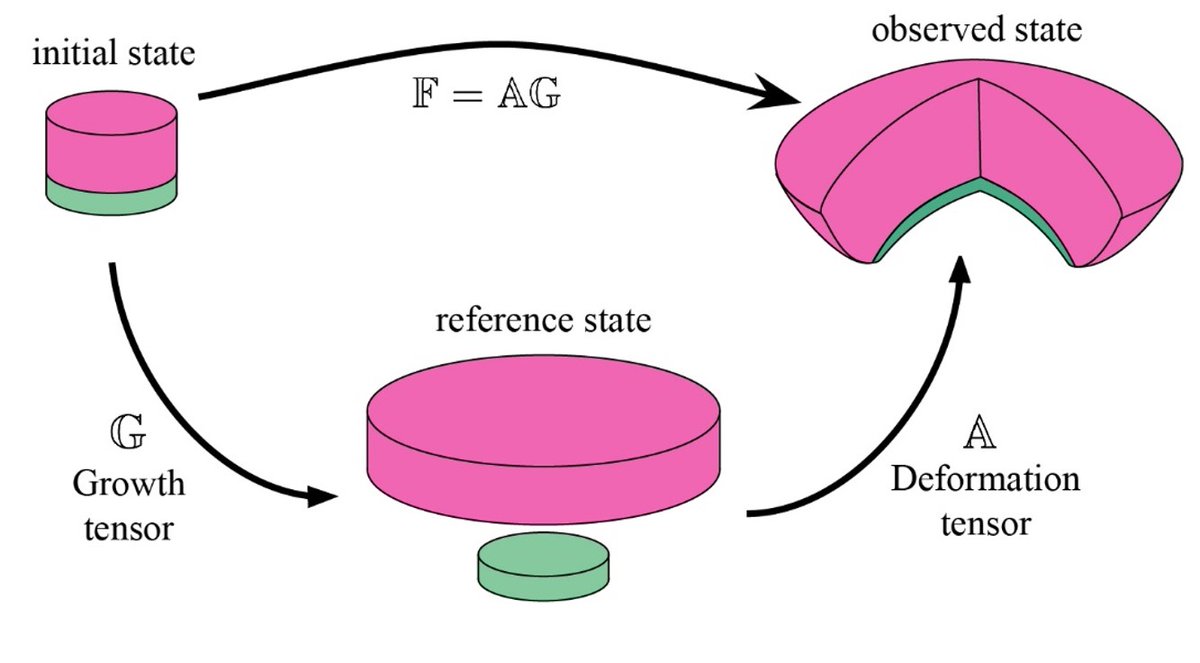 Stefan Harmansa (@stefanharmansa) on Twitter photo We have an EPSRC-funded PhD studentship in my group <a href="/LSI_Exeter/">LSI Exeter</a> to model shape generation by basement membrane mechanics.
Application deadline 6th May 2024
Apply here to join our dynamic team:
exeter.ac.uk/study/funding/… We have an EPSRC-funded PhD studentship in my group <a href="/LSI_Exeter/">LSI Exeter</a> to model shape generation by basement membrane mechanics.
Application deadline 6th May 2024
Apply here to join our dynamic team:
exeter.ac.uk/study/funding/…