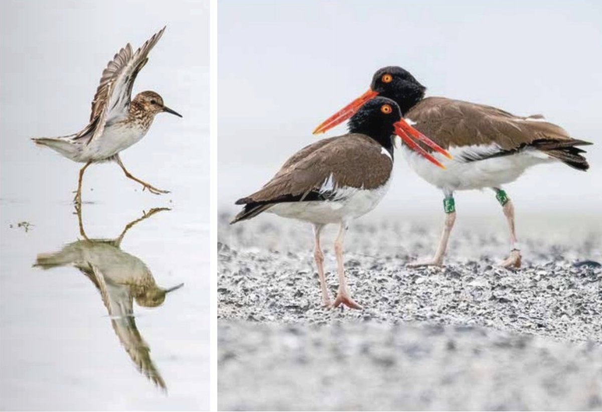 A variety of waterbirds rely on the dredged material islands, as key nesting habitat. Wildlife in North Carolina magazine takes a closer look in the March/April issue.

Check out the article at: bit.ly/44bFTEI

Subscribe at: bit.ly/3U9v41y