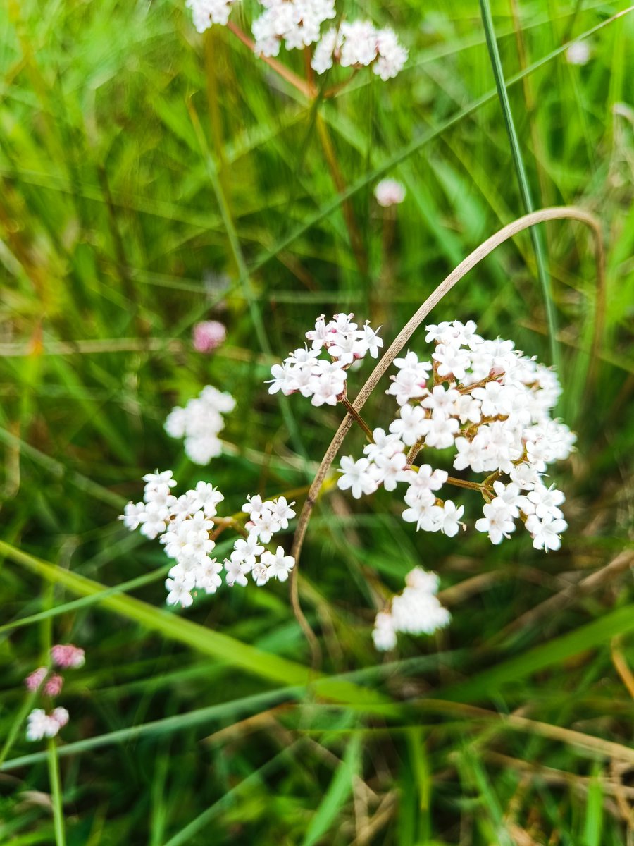 Aujourd'hui formation de reconnaissance dans les prairies naturelles de Puisaye ... Pas vu d'orchidées 😭
#inondertwitterdeplantes