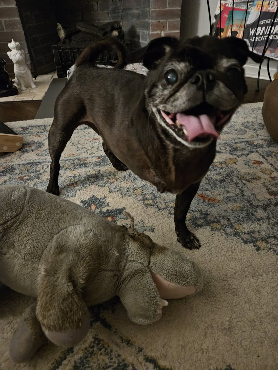 Happy #TongoutTuesday 👊😘 from me and you-know-who 🦛🤣 #TOT #scribblepugtot @scribblepugtot #tripawd #puglife #pugs #pugsoftwitter #dogsoftwitter #dogsofx #seniordogs #seniorpugs #hippopotamus #mainedogs