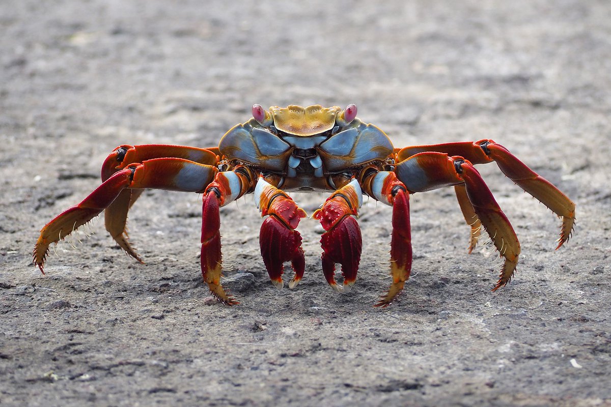 I'm really intrigued by the idea that trilobites may have sported a diversity of colors in life, in contrast to the dull colors of their fossils. Crustacean fossils aren't exactly the most eye-catching things either, but modern crustaceans can certainly be colorful.