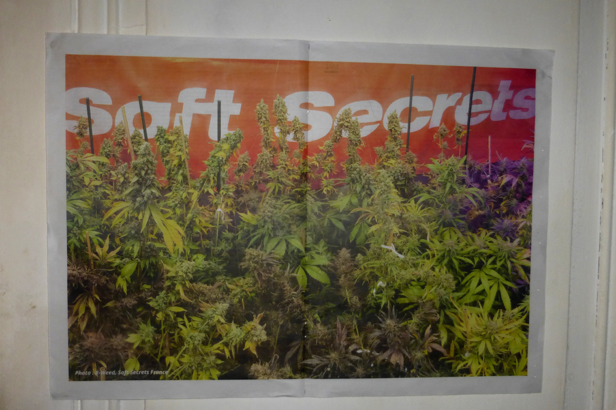 softsecrets_fr's tweet image. Le poster Soft Secrets France
#SoftSecrets #CannabisCommunity