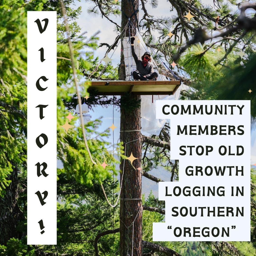 VICTORY!!! 💖❤️‍🔥 After 3 weeks of direct action, BLM (@mypubliclands) caved to pressure from activists to protect an area with ancient trees that was set to be logged as part of the Poor Windy project. #StopOldGrowthLogging